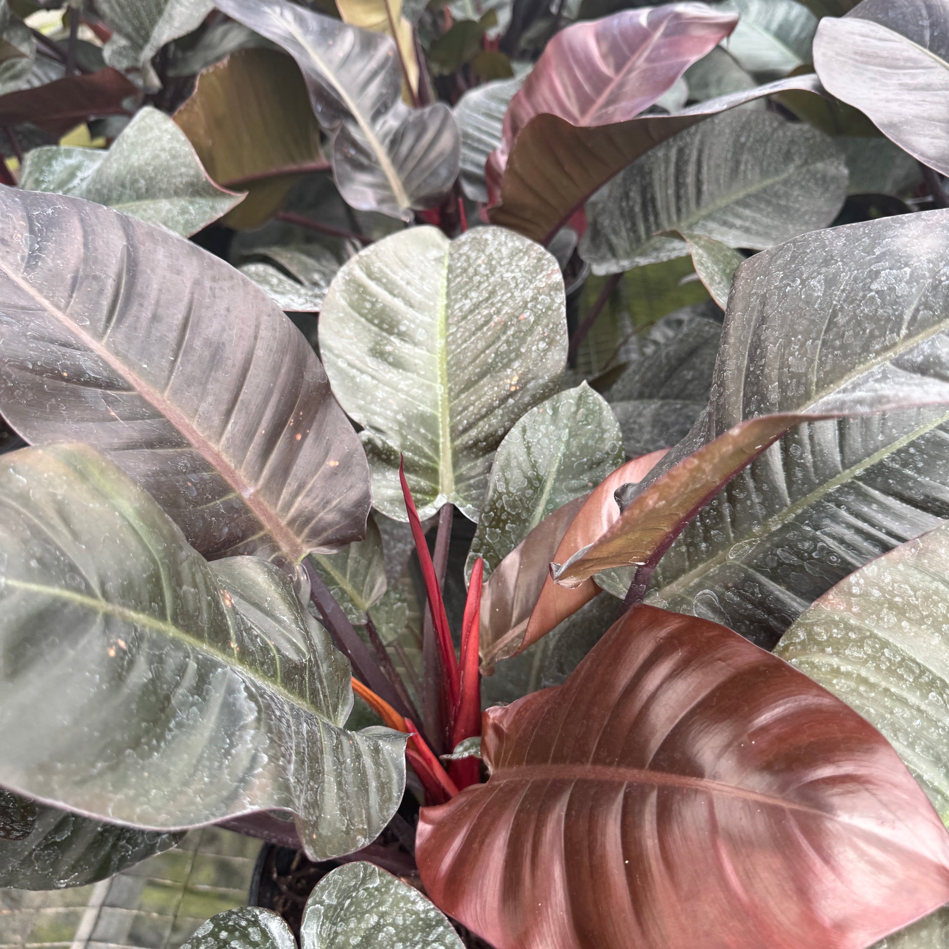 philodendron black cardinal x florida beauty Philodendron Black Cardinal 8” pot Rare Tropical Indoor Plant