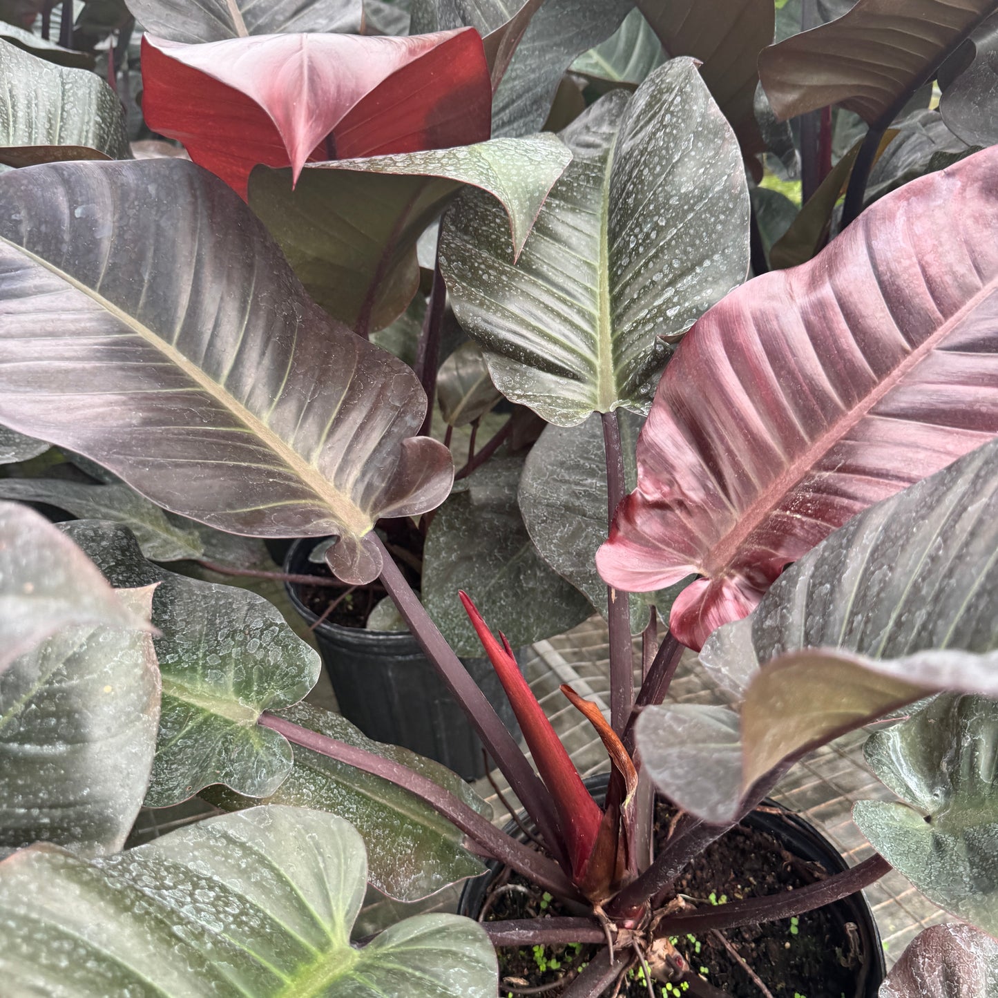 Philodendron Black Cardinal 8” pot Rare Tropical Indoor Plant - Lush, Low Maintenance, Perfect for Home or Office Décor