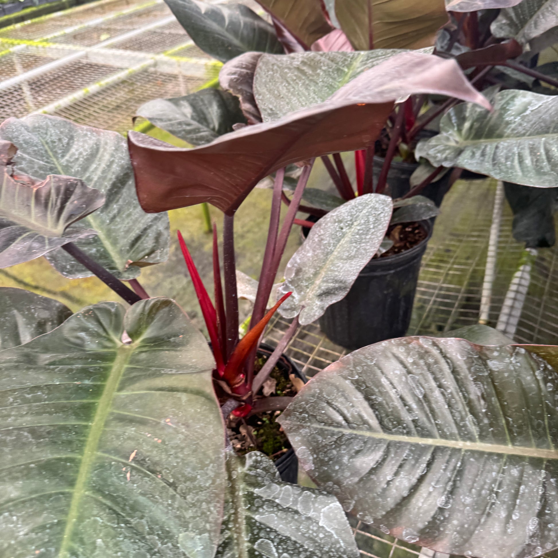 philodendron black cardinal mature Philodendron Black Cardinal 8” pot Rare Tropical Indoor Plant